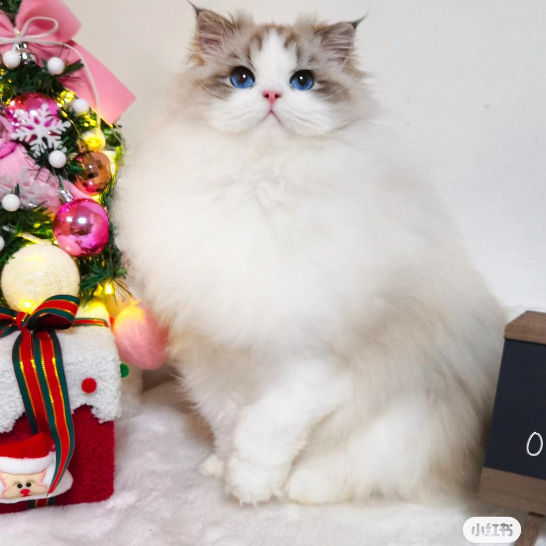 Mia 猫舍媛媛姐直播号