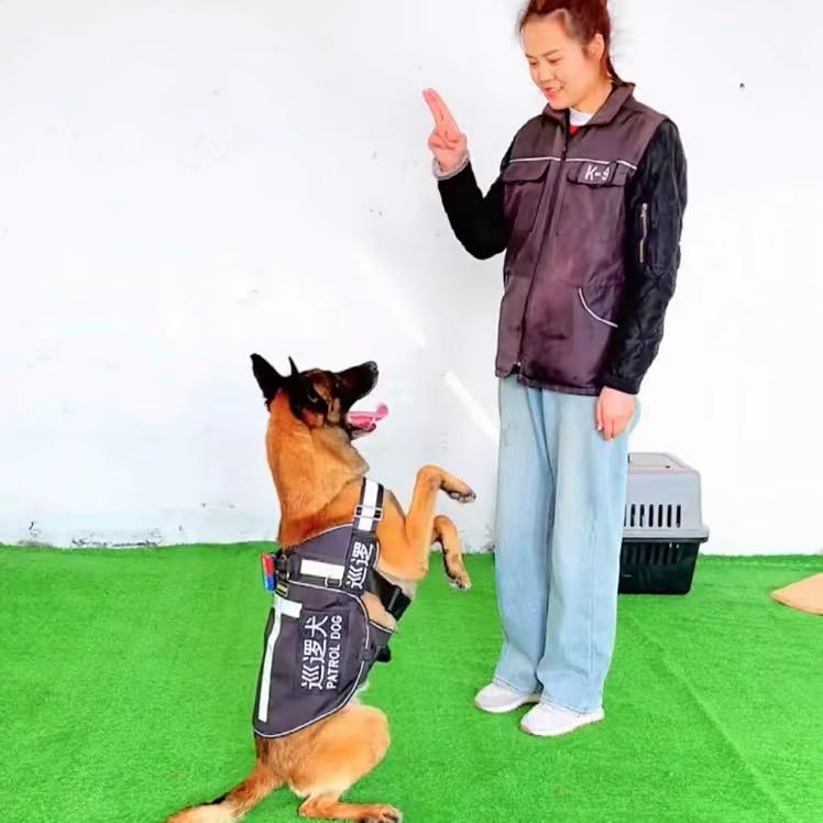 阿慧家的马犬