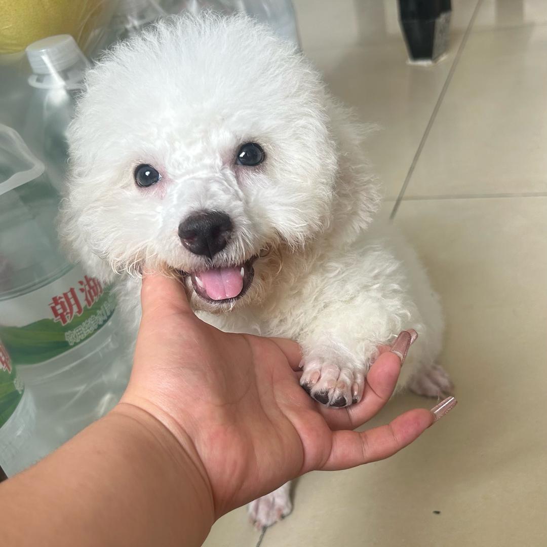 小U梨