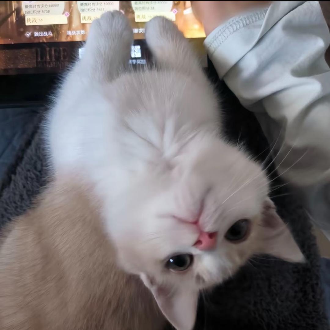 呆呆双二号机