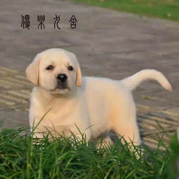 优乐Labrador