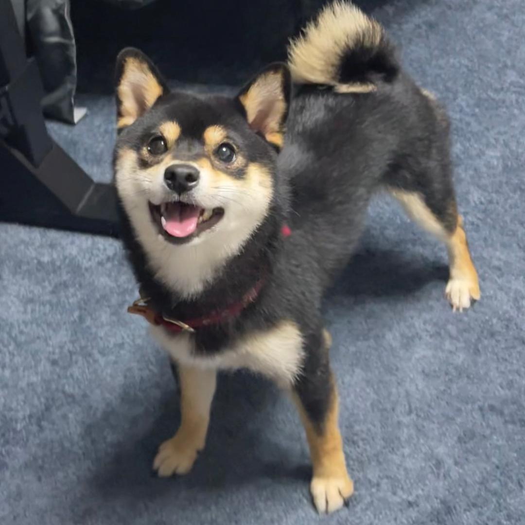 骅骅