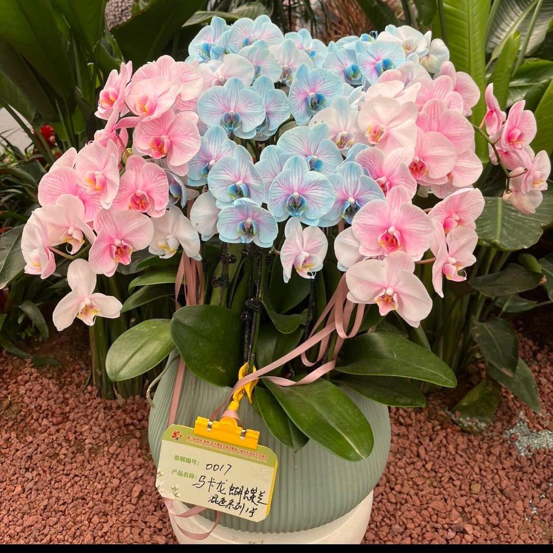 花间有铺家居