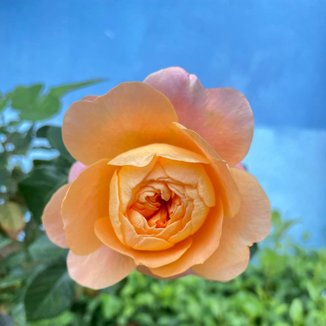 夕言欢笑♡(*´∀｀*)人(*´∀｀*)