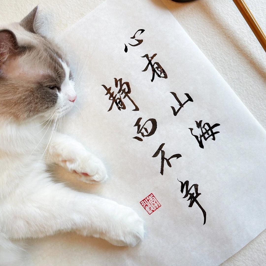 宋喵喵🐈‍⬛