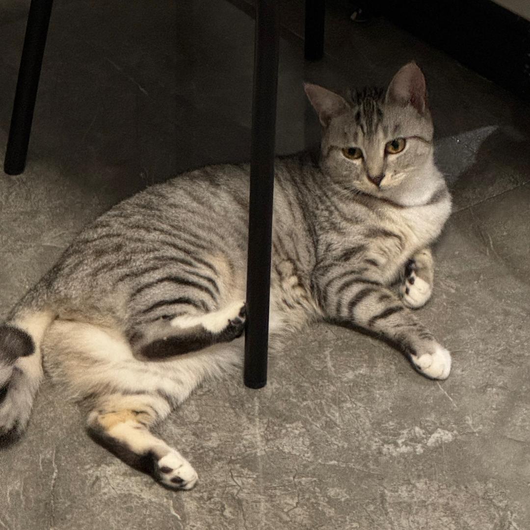 🧦