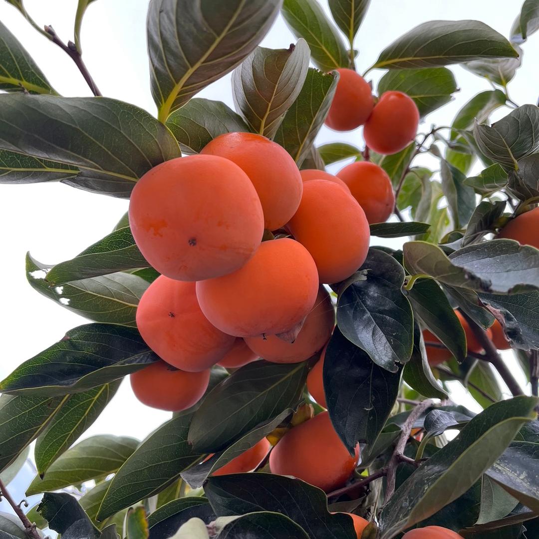不吃香菜的小张