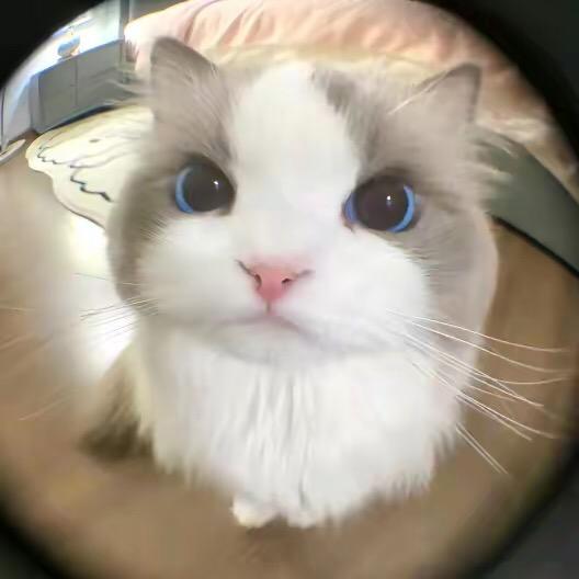 猫猫短剧