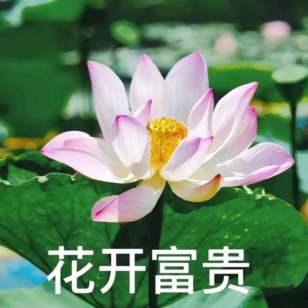 花开富贵❤️