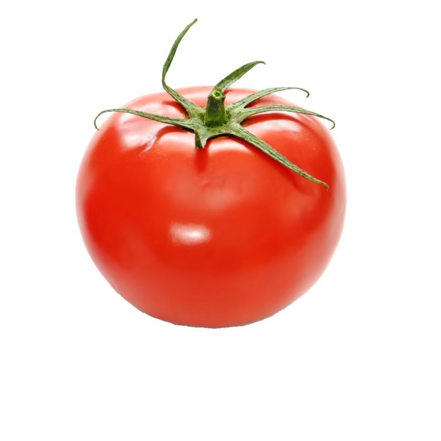 小小番茄脑🍅