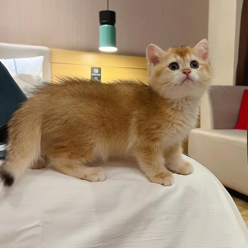 萌猫好物