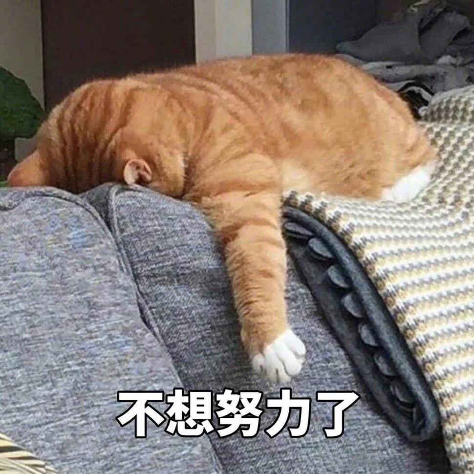 臭臭爱吃罐罐