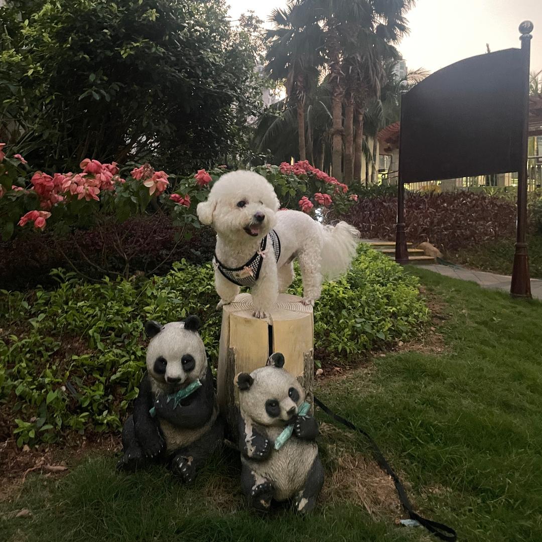 笨笨呀