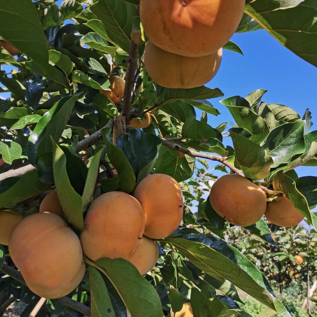 兴恒果树苗木专营店