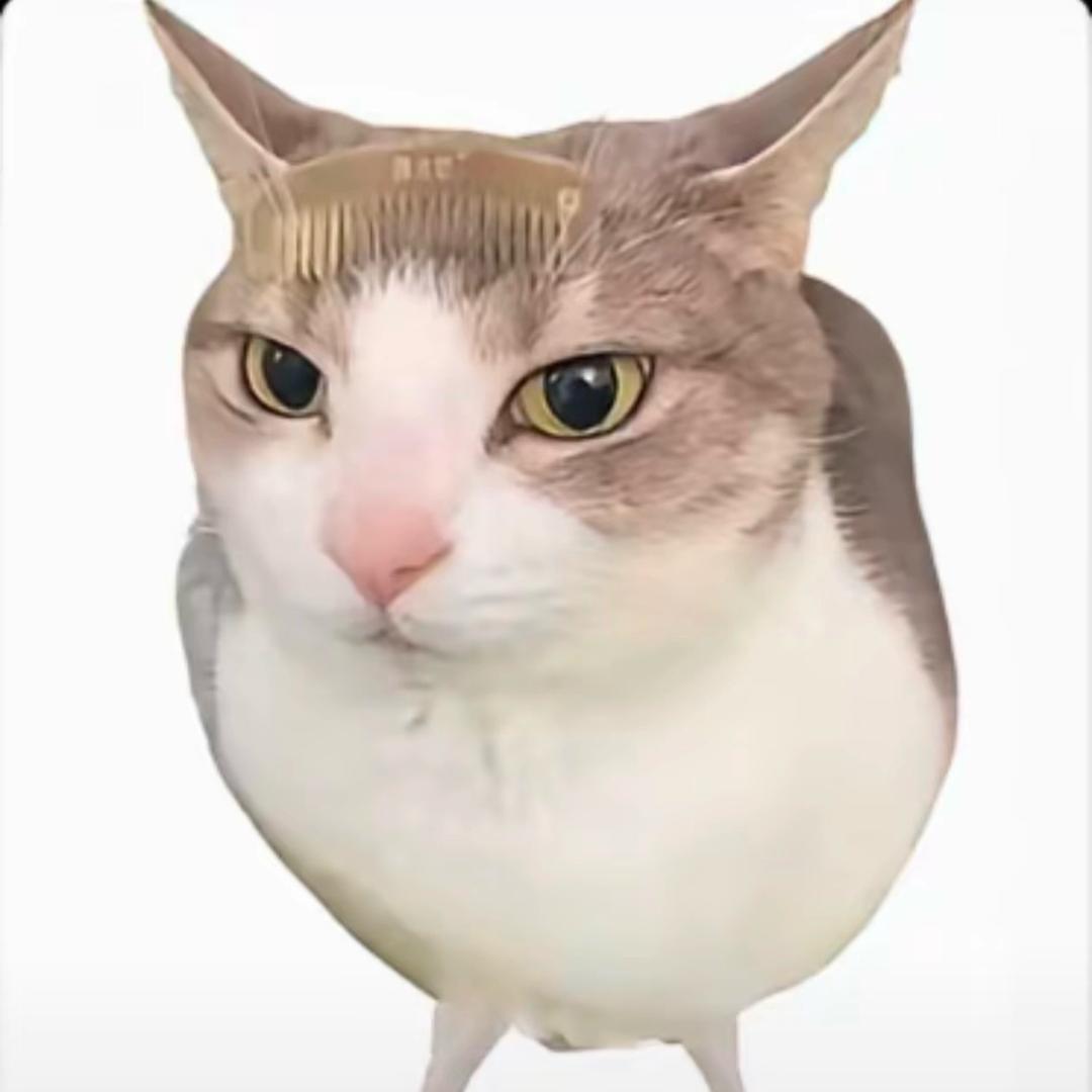 小汪不遛狗