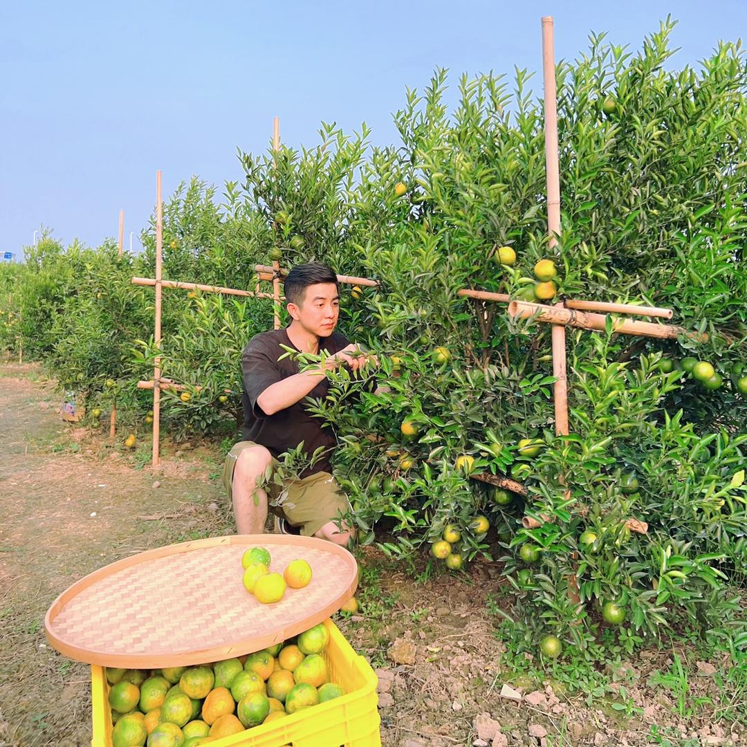 小杨家（奇香）新会陈皮