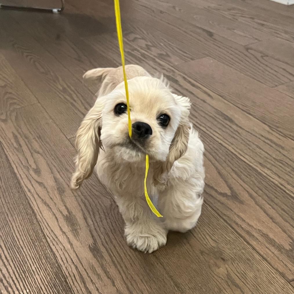 小泡吉士
