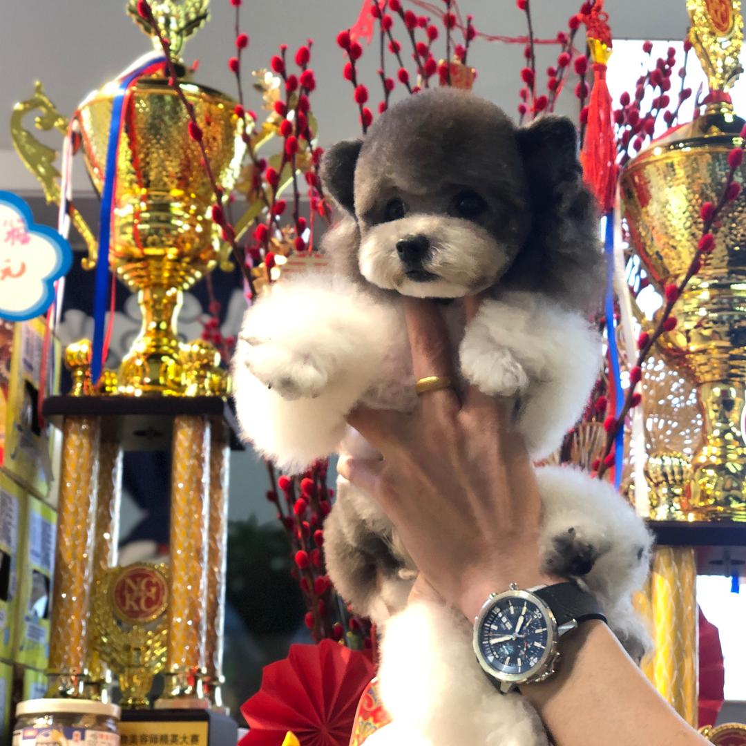 柒月宠它精品萌宠馆(杨浦店)