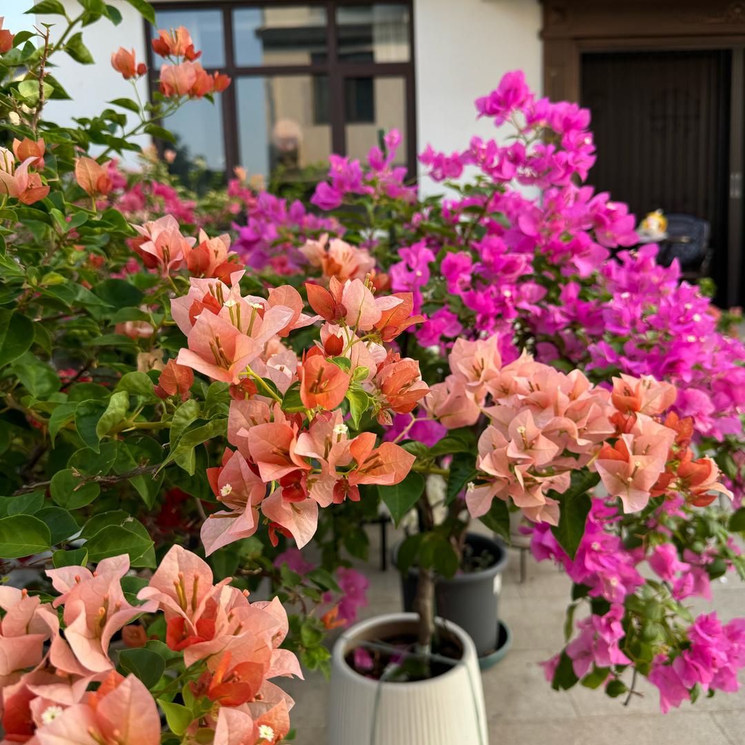 茉莉花