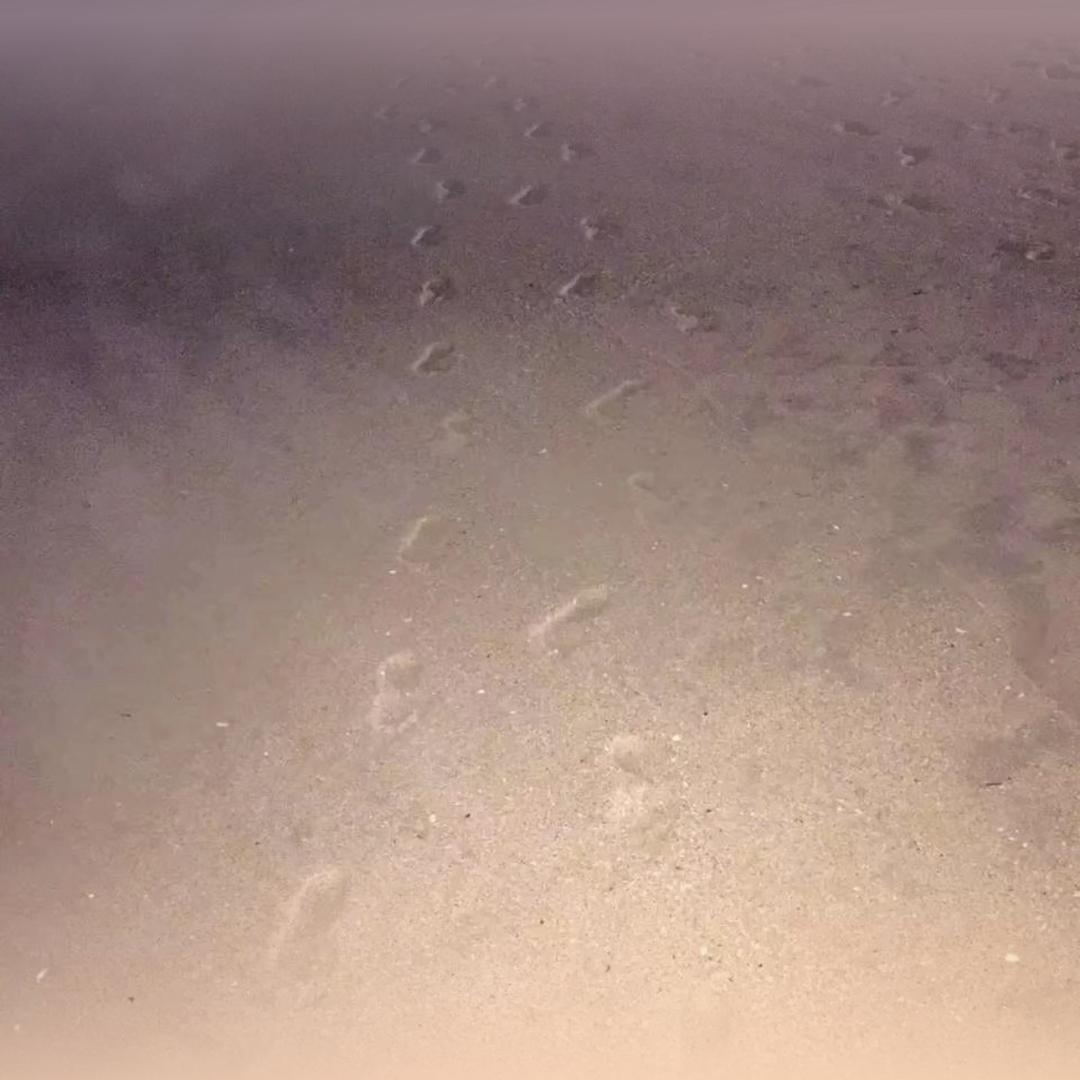 齐琦