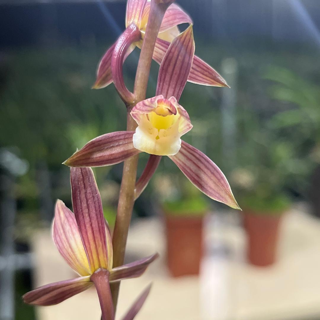 晨弈兰花店晓丽兰园