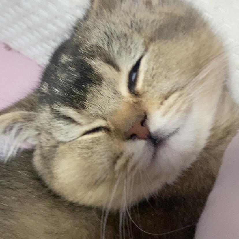 呆猪不是猪