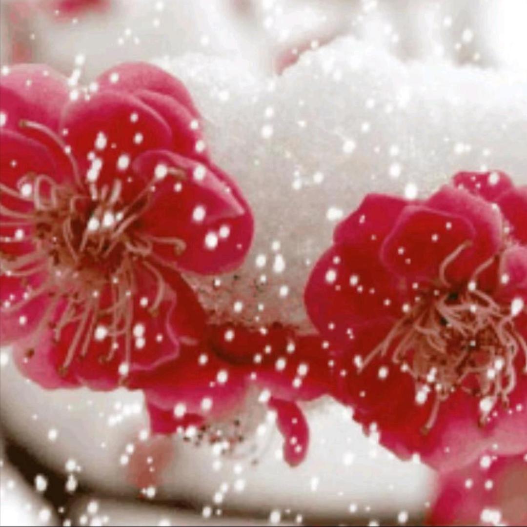 傲雪寒梅《拒绝合拍》