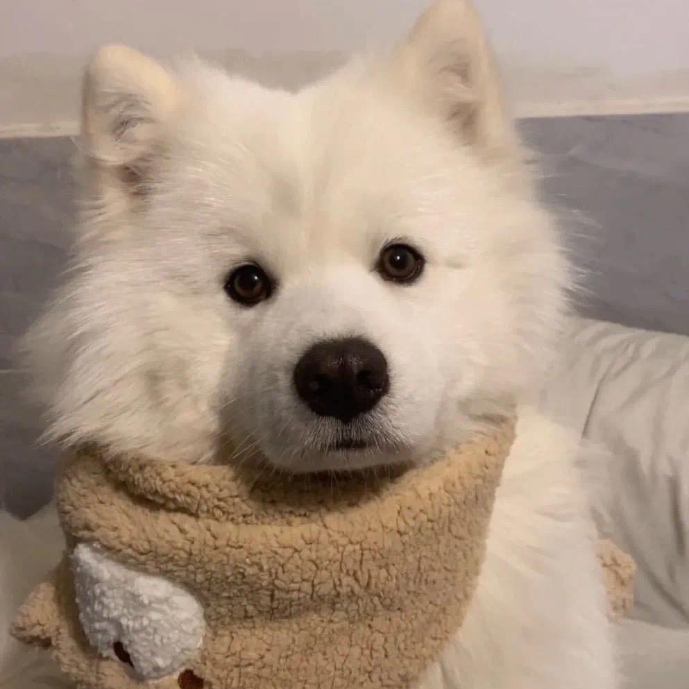 ADon阿东武汉看房（找好看的房子）