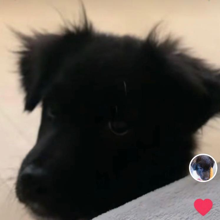 黑不溜秋旺财圆不隆咚土豆