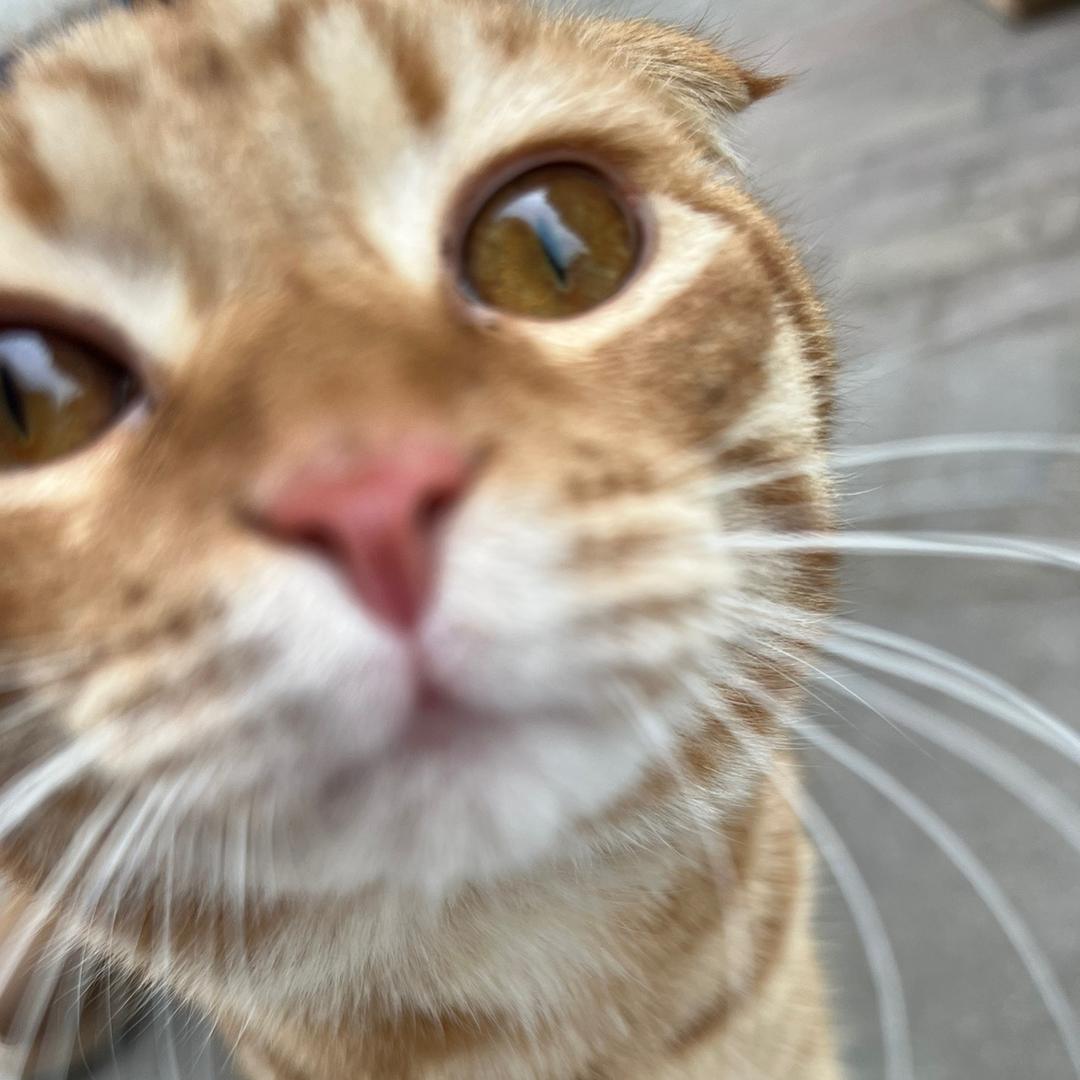 橙汁是橘猫🐱