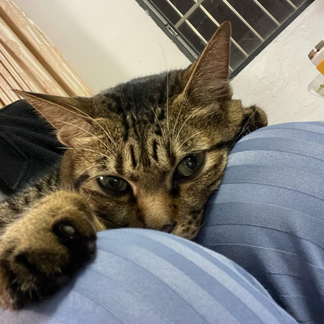 鸡童鸭蒋