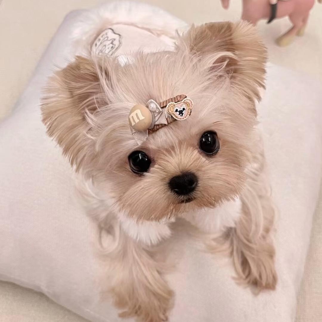 小博家约克夏.西高地