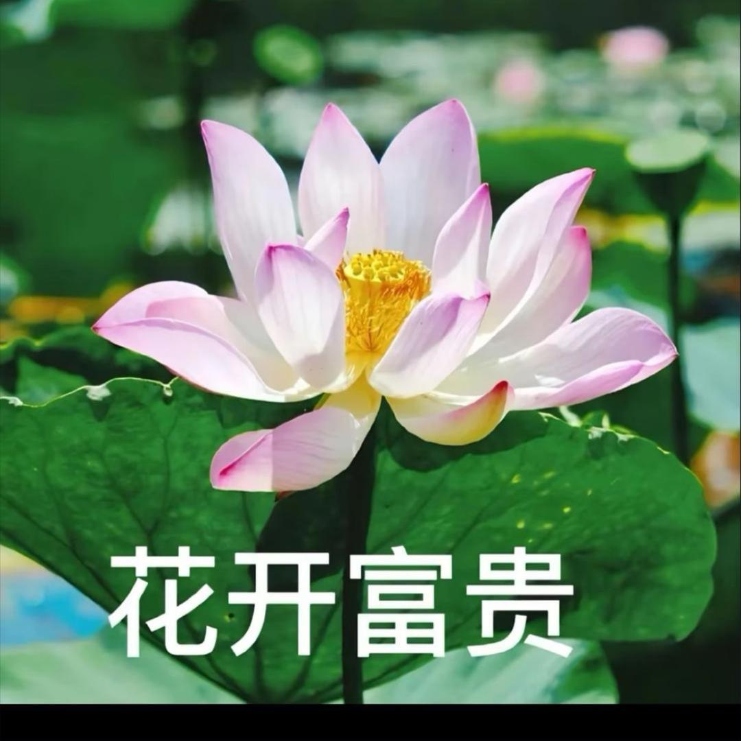 AAA花开富贵（备用号）