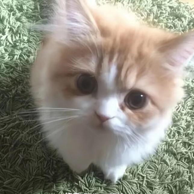 青猫