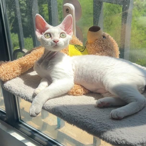 旺财是猫不是狗