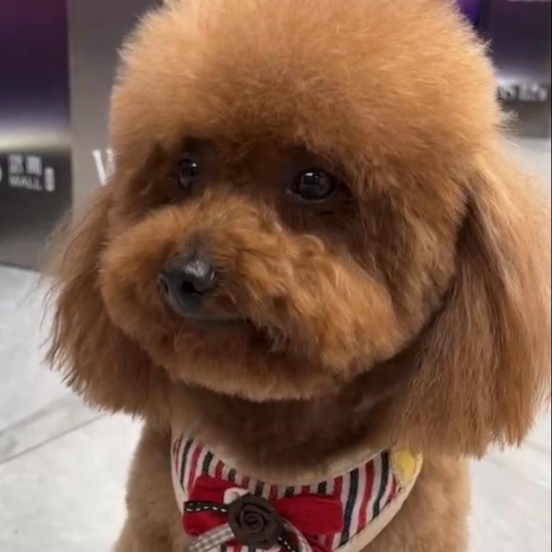 臭蛋（欧润特车检香姐）