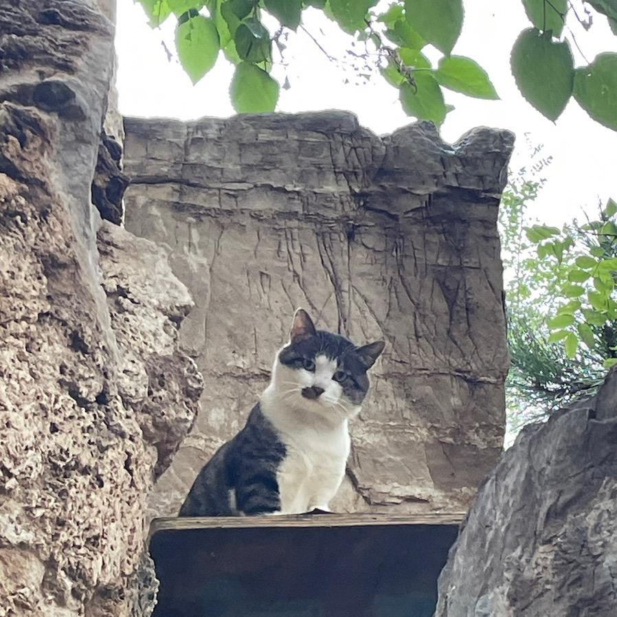 小师妹和她的流浪猫