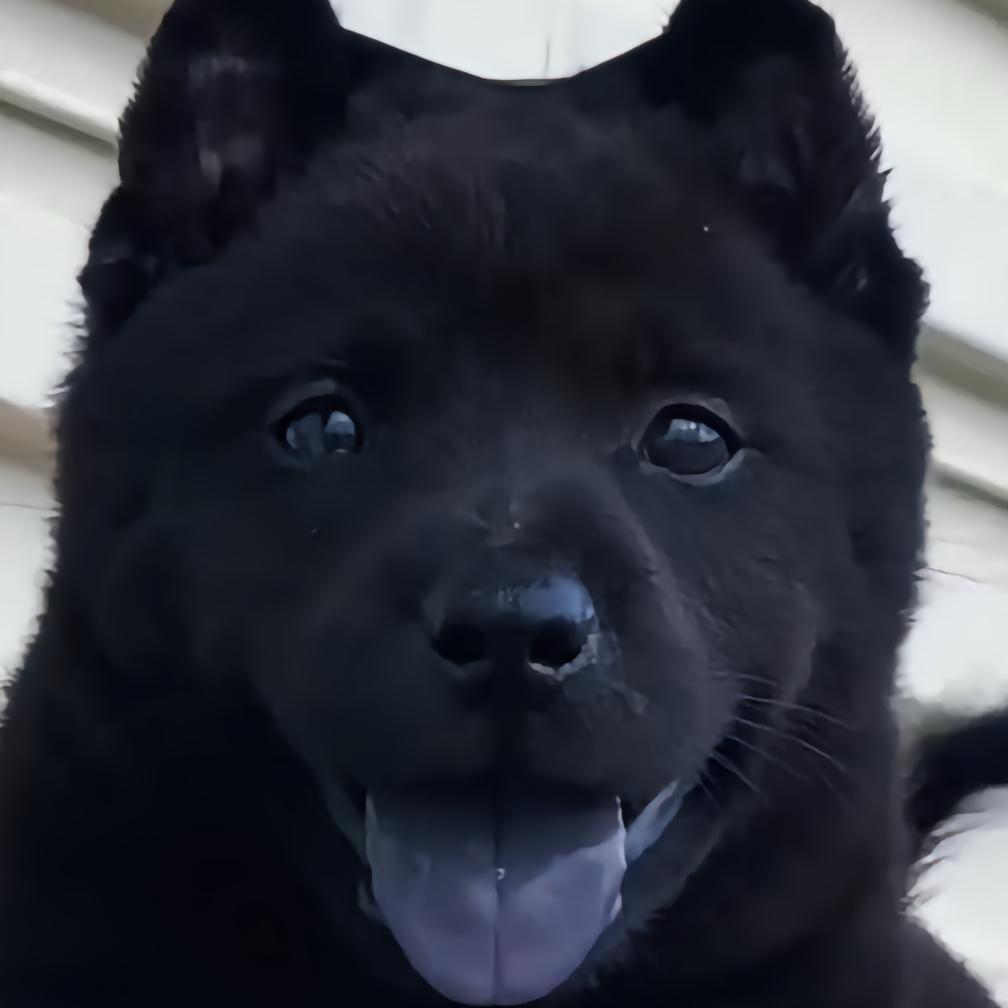 中华田园犬（代淘）