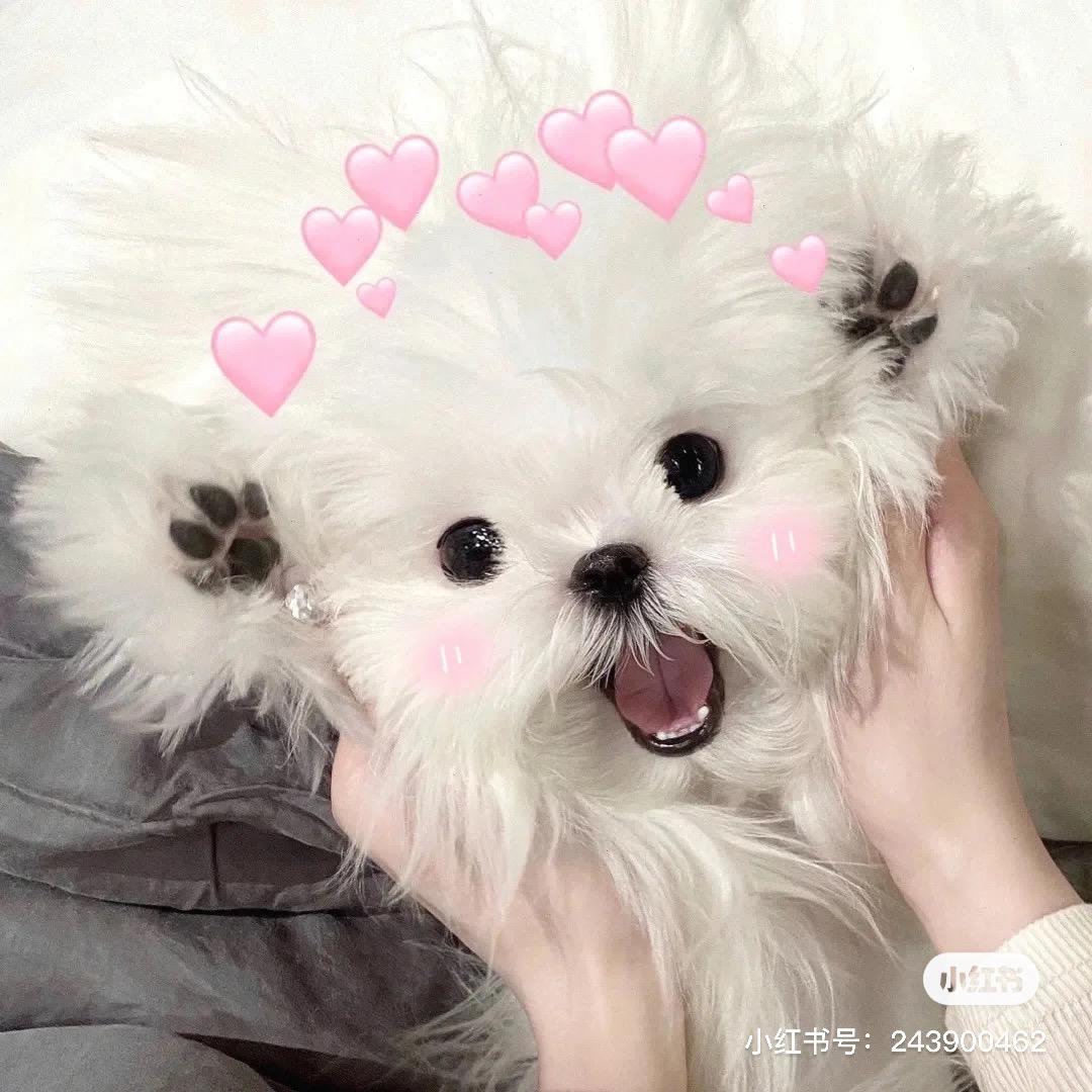 Cheng.