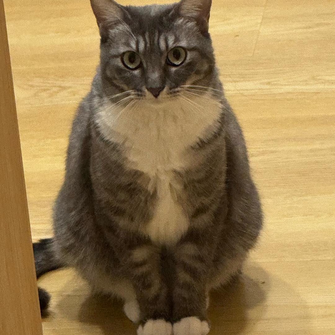 纯小子