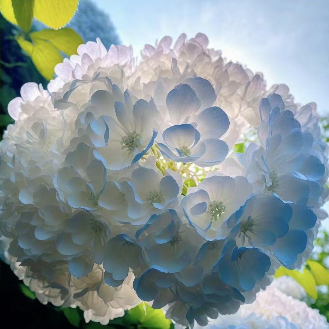花盟园艺