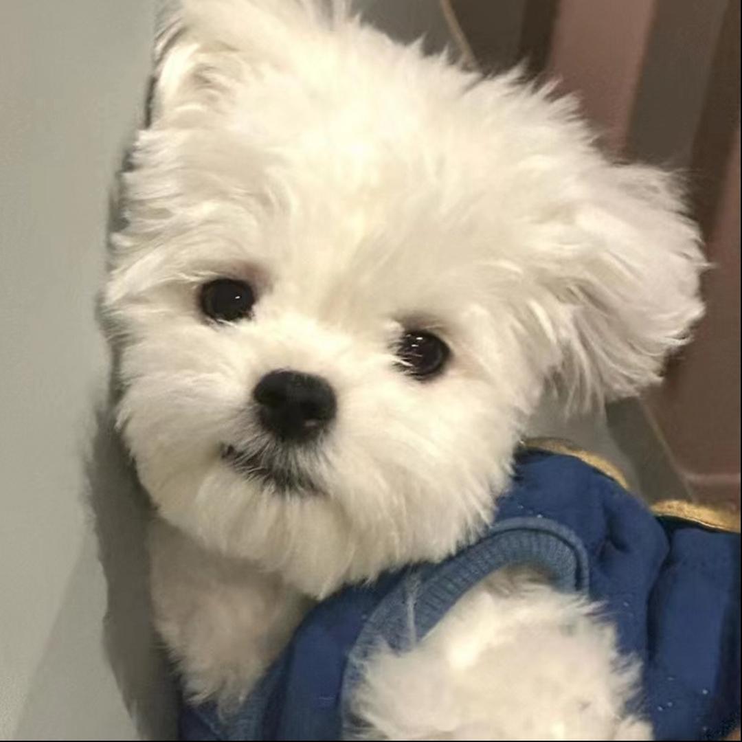 阿乐嘞