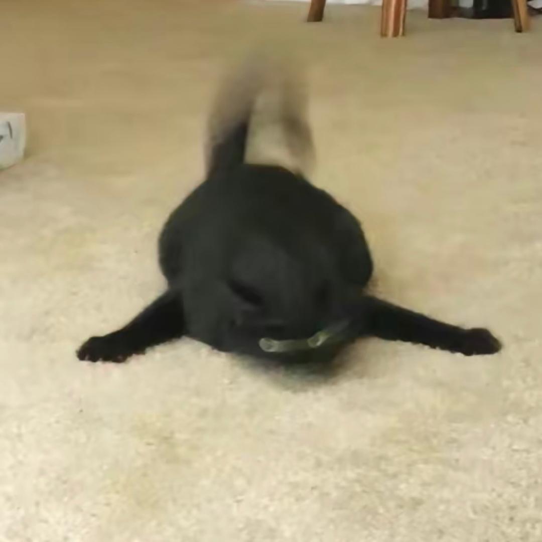 饼干ㅤ