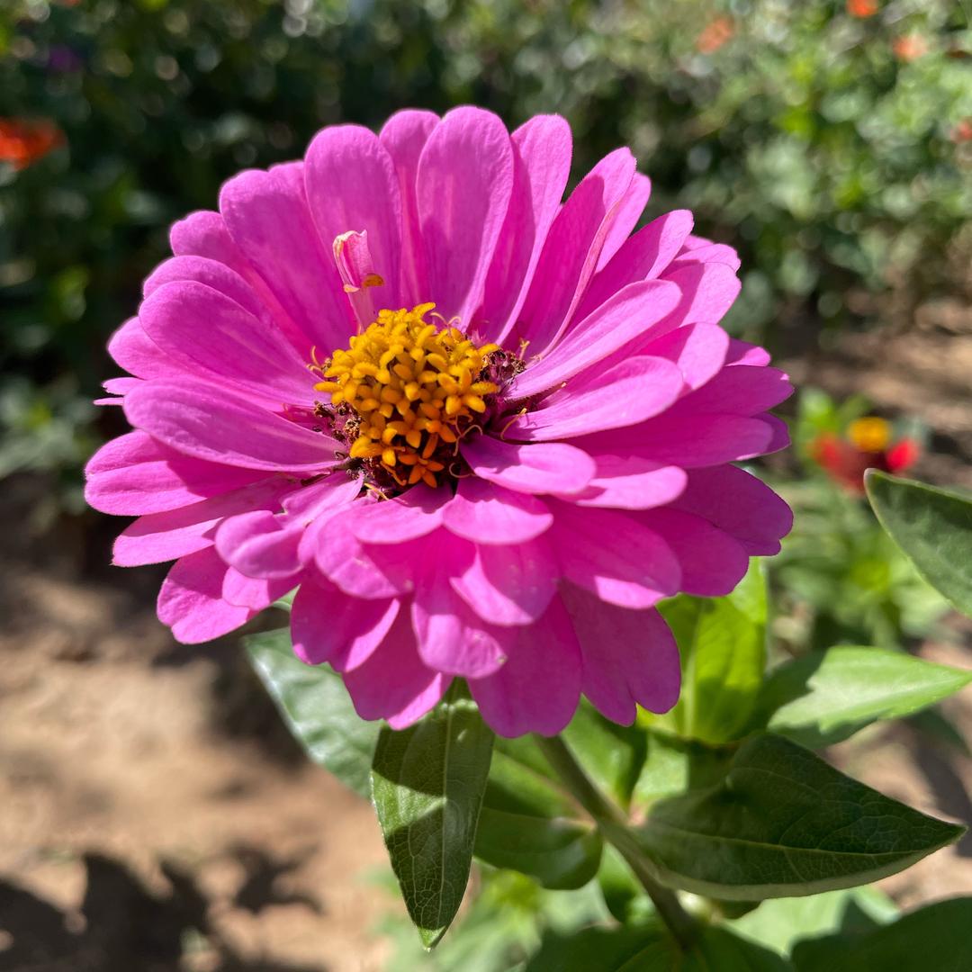🌸展眉