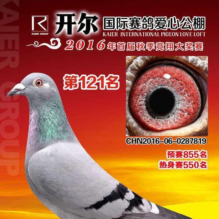 博硕赛鸽