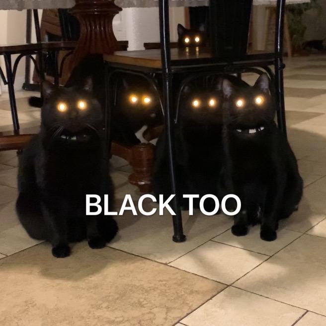 早安兔子的15只黑猫
