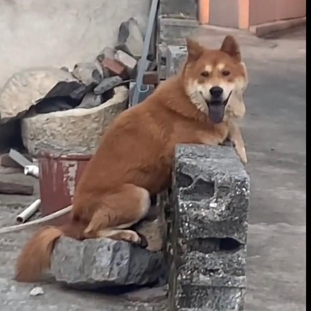 ꧁꫞꯭阿七꫞꧂