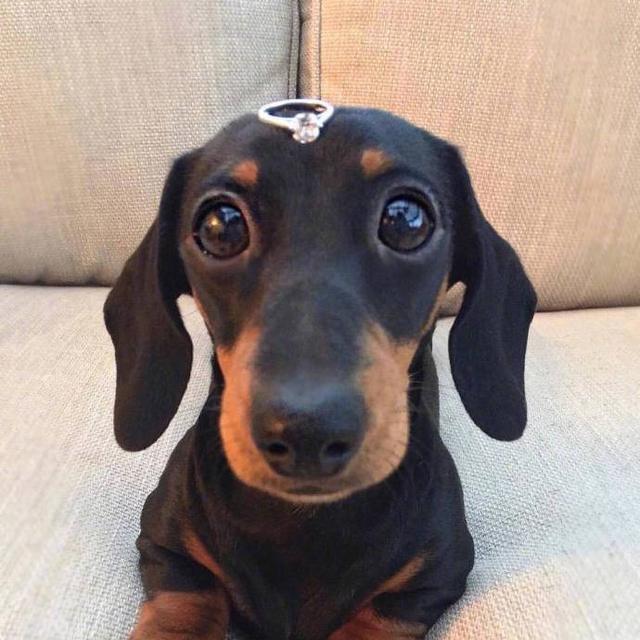 狗眼团购