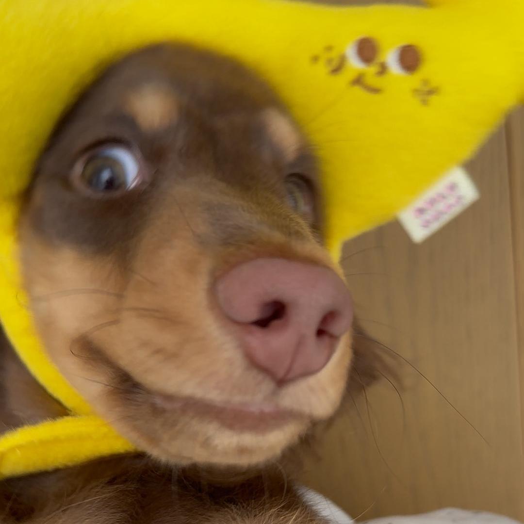 小小毛饼