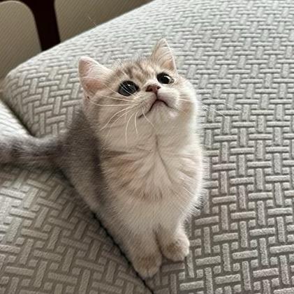 牙齿